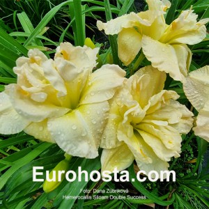 Hemerocallis Siloam Double Success