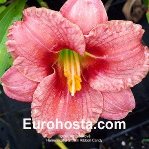 Hemerocallis Siloam Ribbon Candy