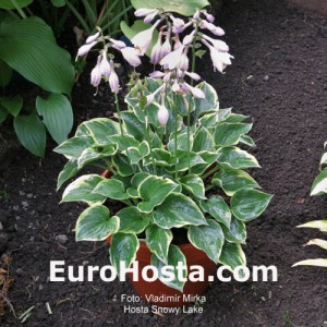 Hosta Snowy Lake