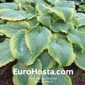 Hosta Spartacus - Eurohosta