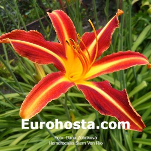 Hemerocallis Stern Von Rio - Eurohosta