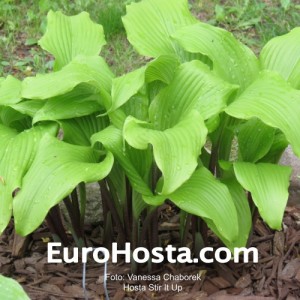 Hosta Stir It Up - Eurohosta