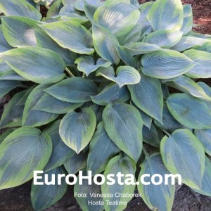 Hosta Teatime - Eurohosta