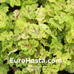 Tiarela Happy Trails - Eurohosta