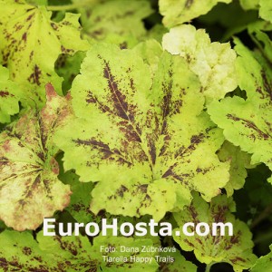 Tiarela Happy Trails - Eurohosta