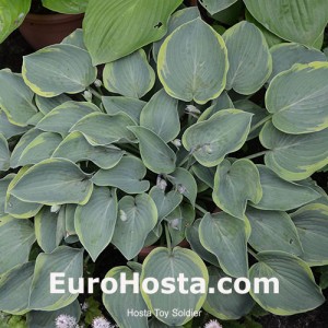 Hosta Toy Soldier