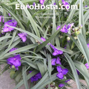 Tradescantia - Eurohosta