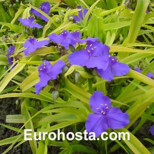 Tradescantia Sweet Kate 