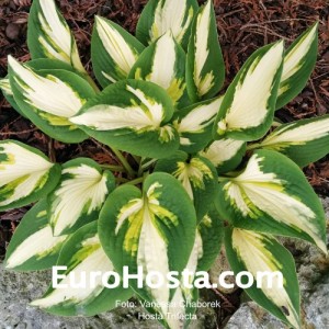 Hosta Trifecta - Eurohosta