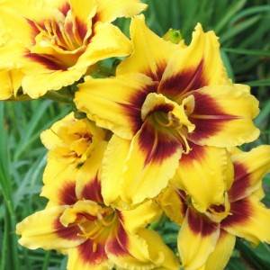 Hemerocallis Mount Helena