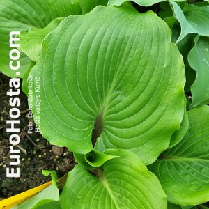 Hosta Valley's Kumo