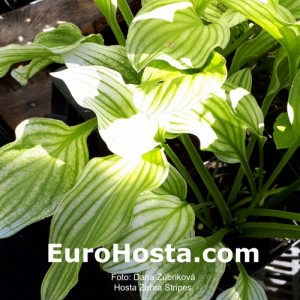 Hosta Zebra Stripes - Eurohosta