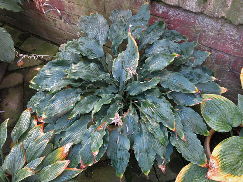 hosta