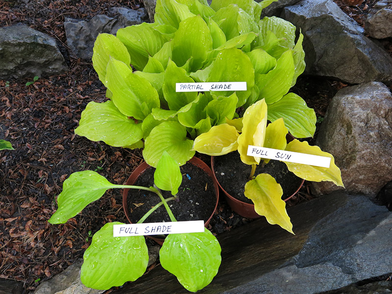 hosta - eurohosta