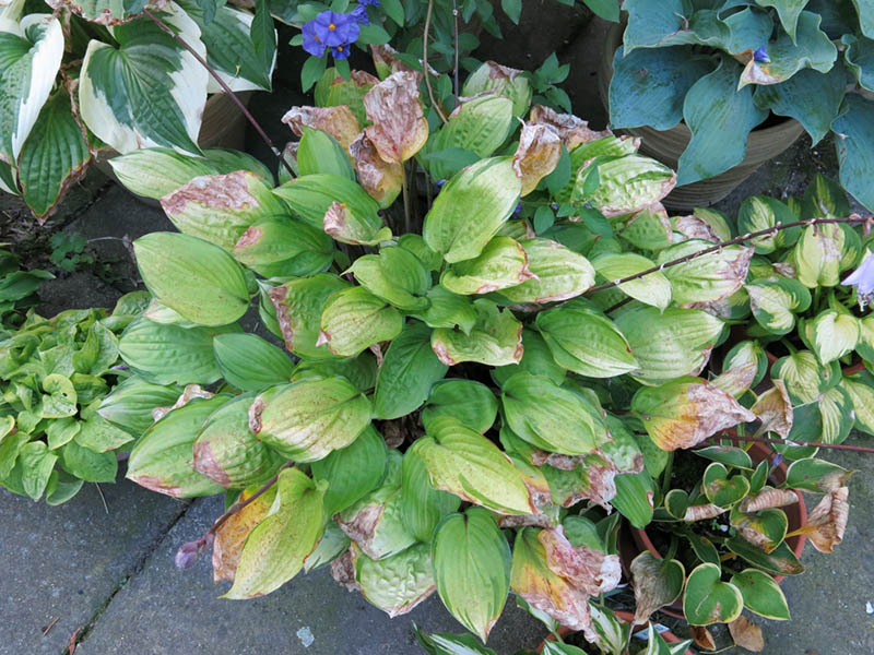 hosta