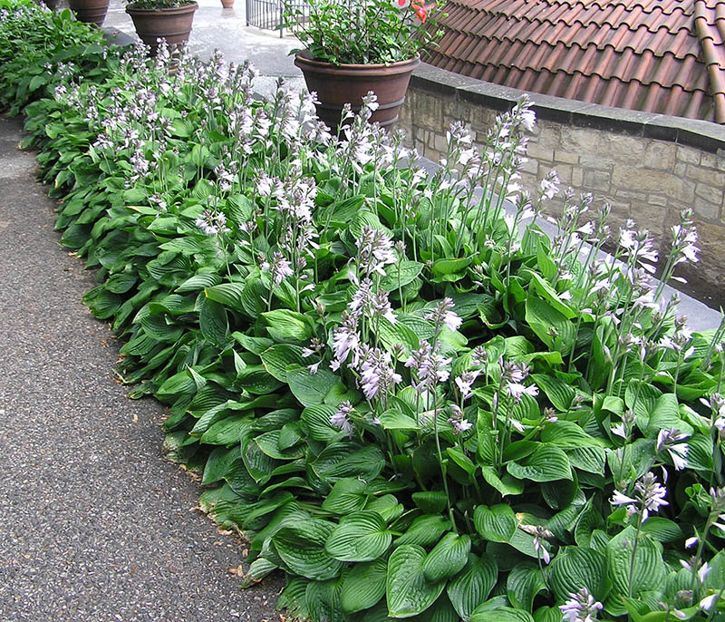 hosta - eurohosta