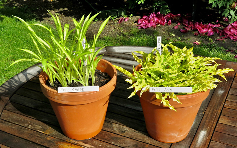 hosta - eurohosta