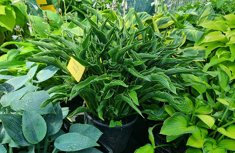 hosta - eurohosta