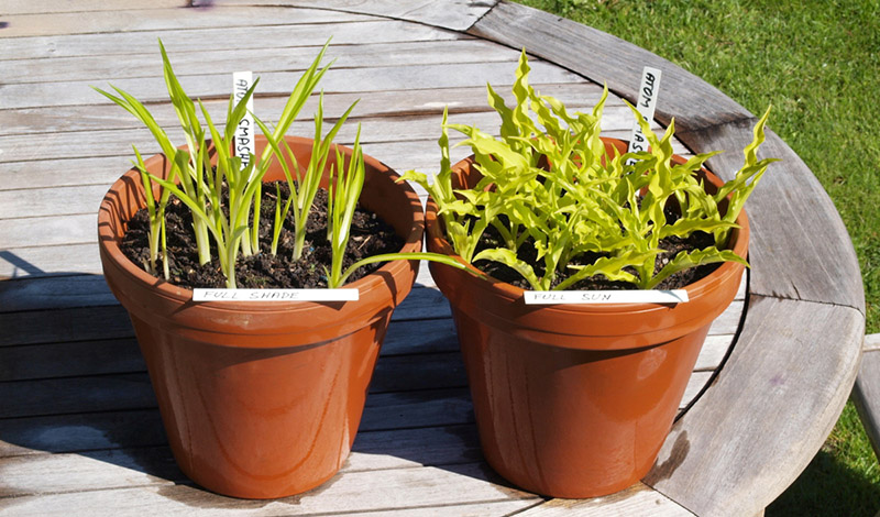 hosta