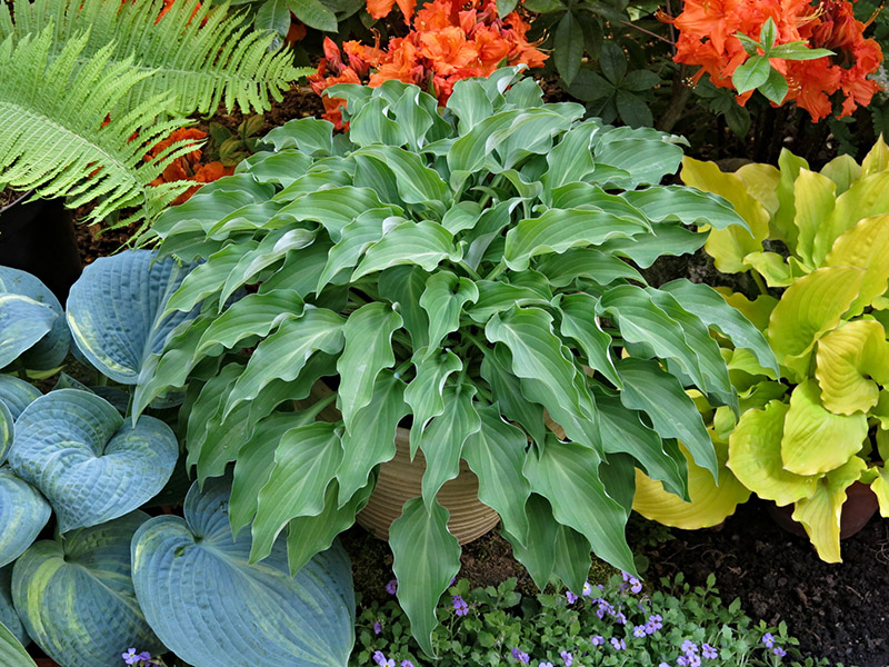 hosta