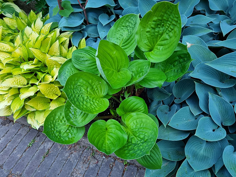 hosta - eurohosta