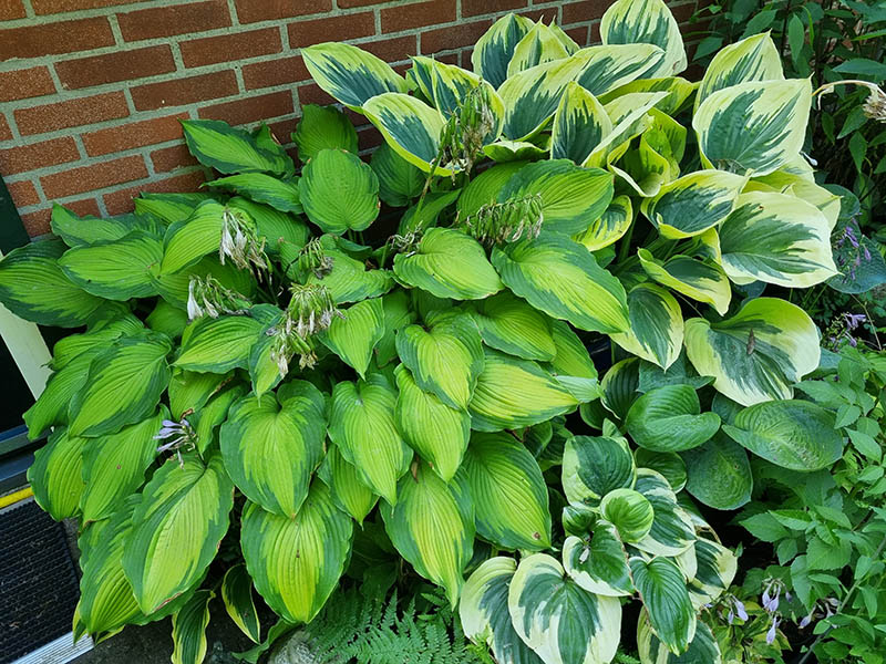 hosta