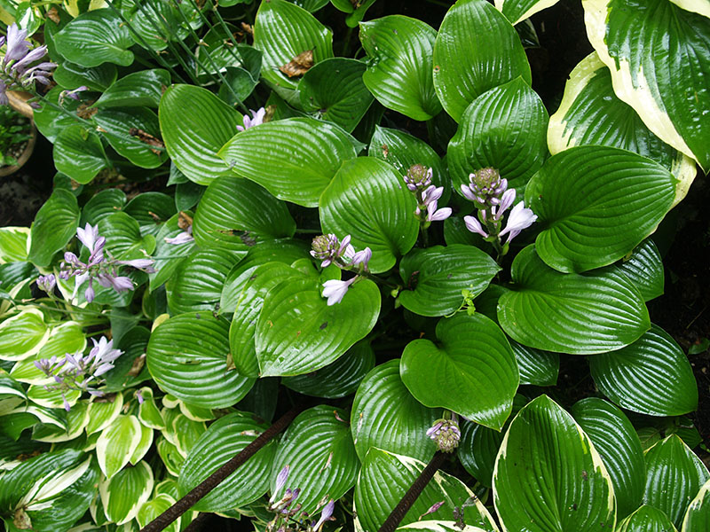 hosta - eurohosta