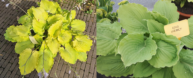 hosta - eurohosta