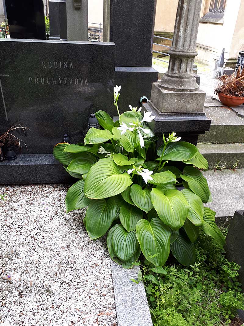 hosta - eurohosta