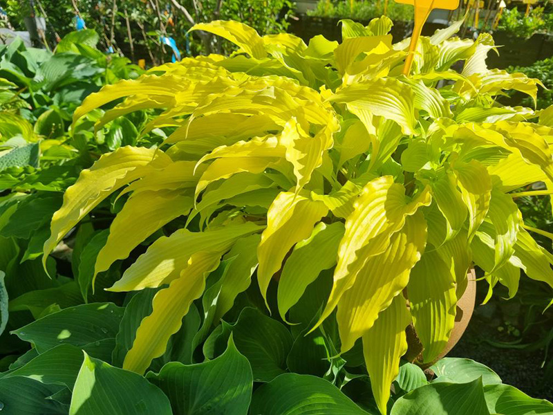 hosta
