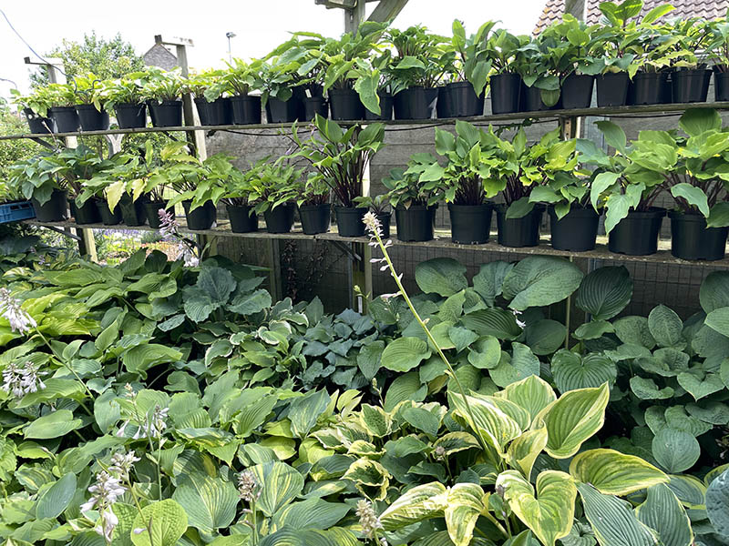 hosta garden