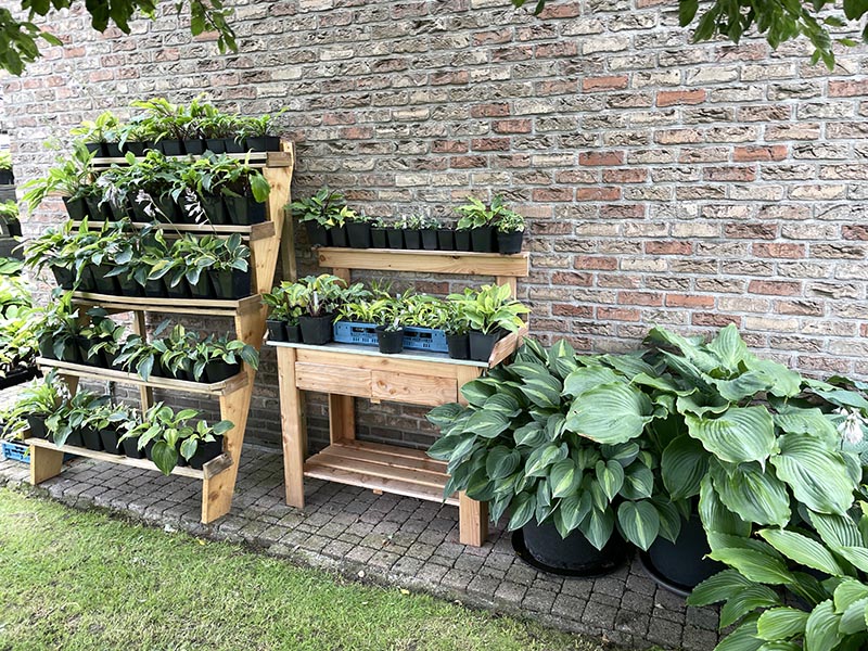 hosta v záhrade