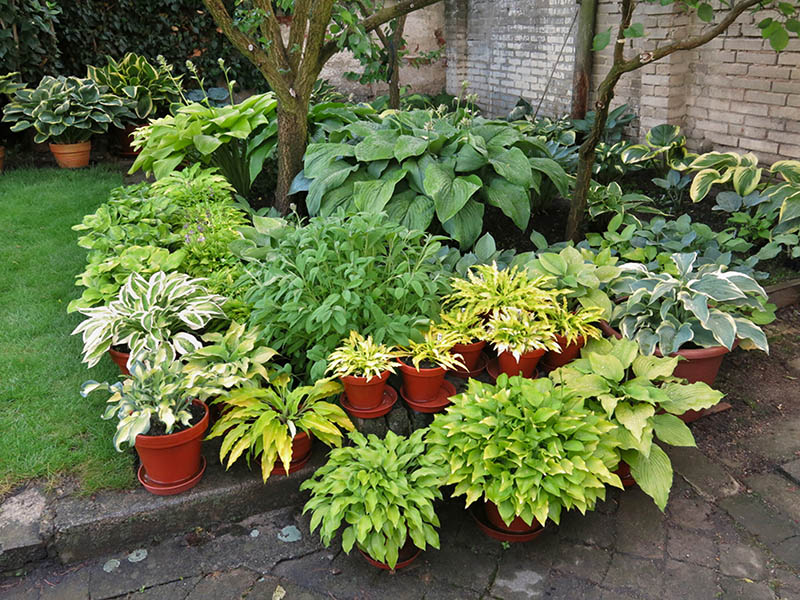 hosta - eurohosta