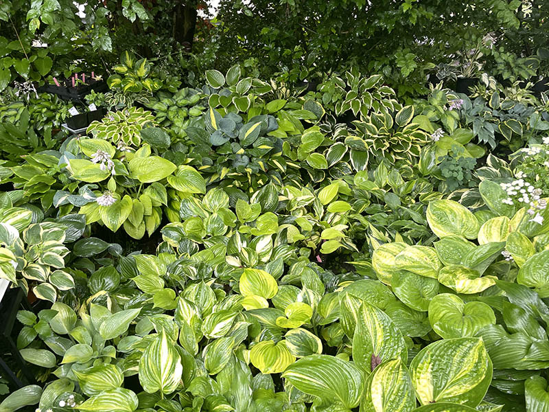 hosta - garden staude
