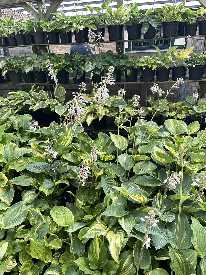 hosta stauden