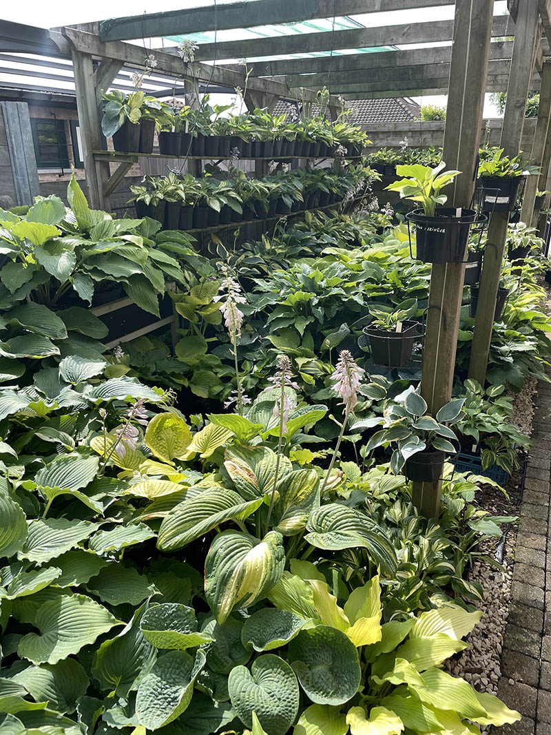 hosta collection