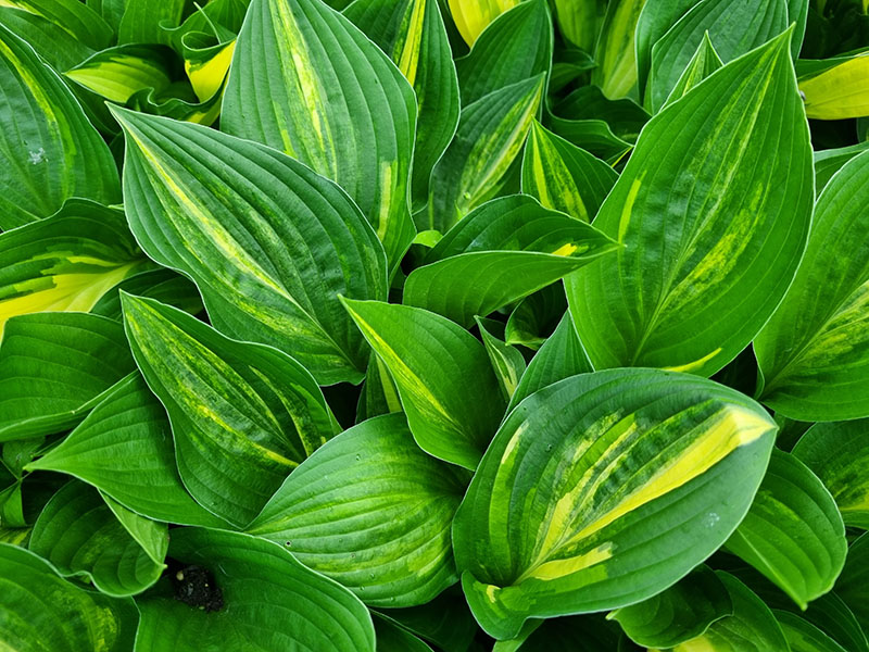 hosta buffalo black soup