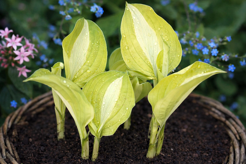 hosta buffalo spring beauty