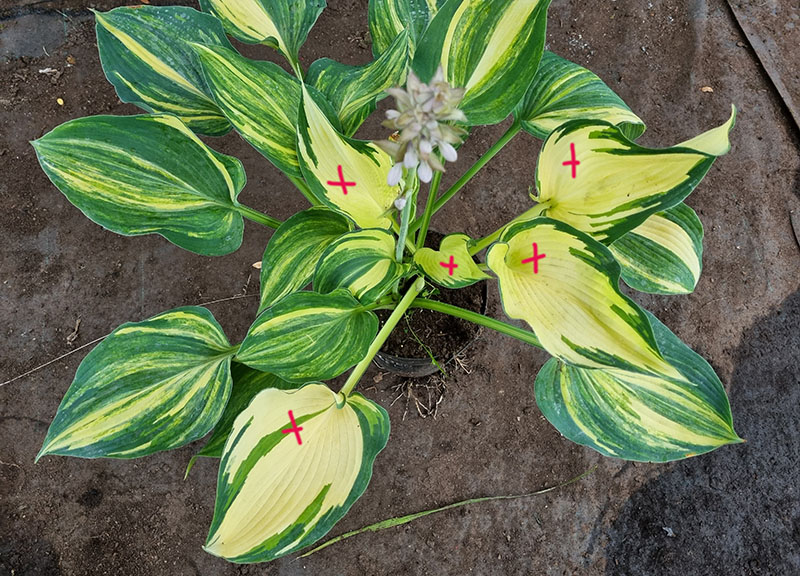 hosta sports