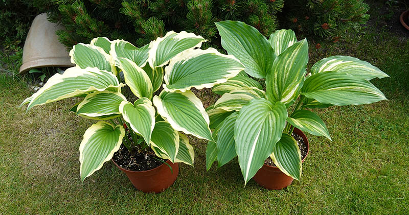 hosta nový sport